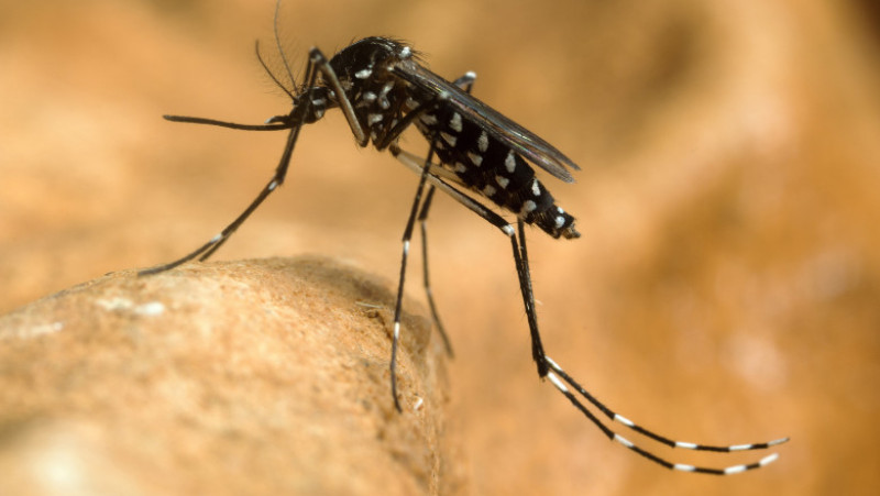 tantar tigru west nile shutterstock_227529577
