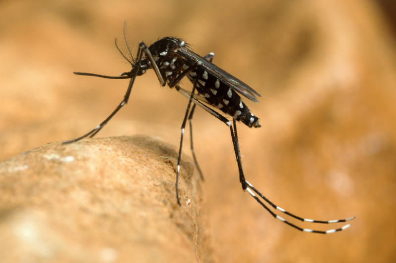 tantar tigru west nile shutterstock_227529577