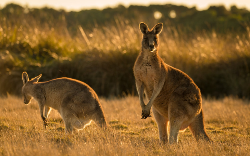 canguri shutterstock_1128068852