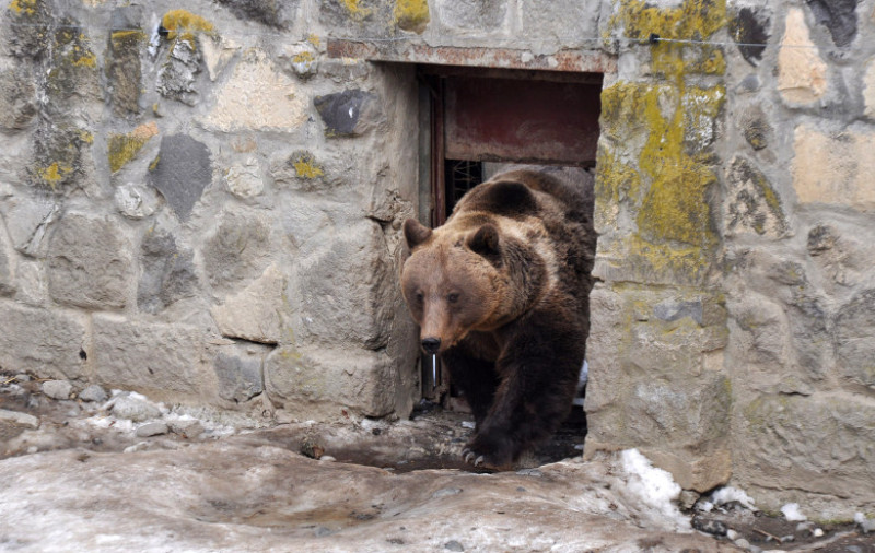 Doi Ingrijitori De La Grădina Zoologică Din Brasov Răniţi De Ursi Una