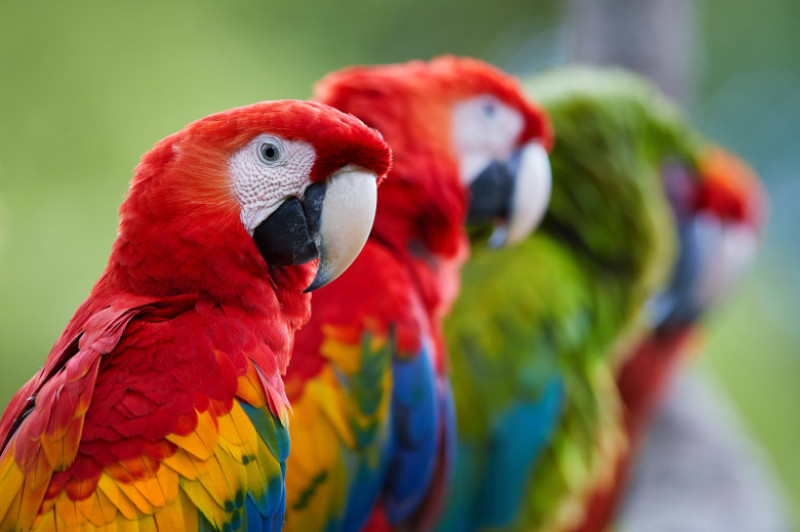 papagali Macaw (Ara)_shutterstock_784631011