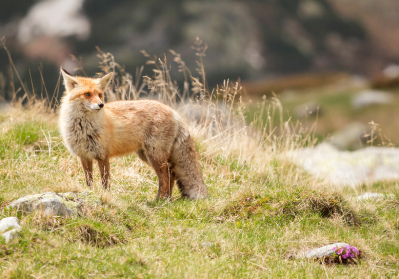 vulpe muntii retezat_shutterstock_1095006953