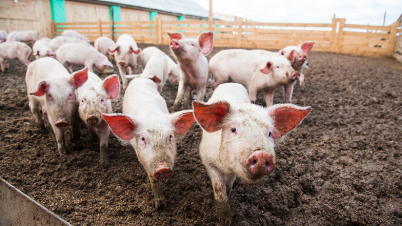 porci shutterstock_763011463