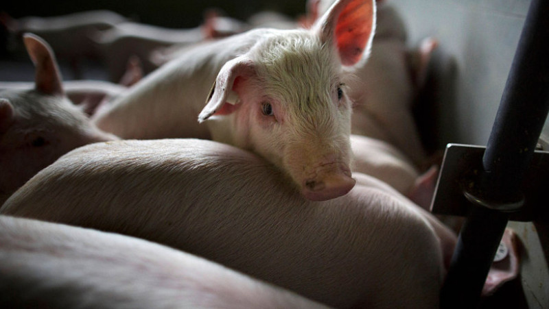German Hog Farmers Competitive In British Market