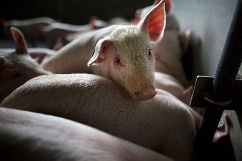 German Hog Farmers Competitive In British Market