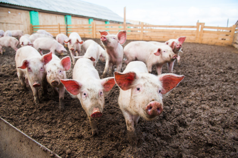 porci shutterstock_763011463