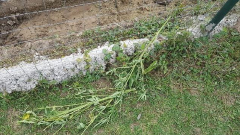 cannabis cultiva iasi
