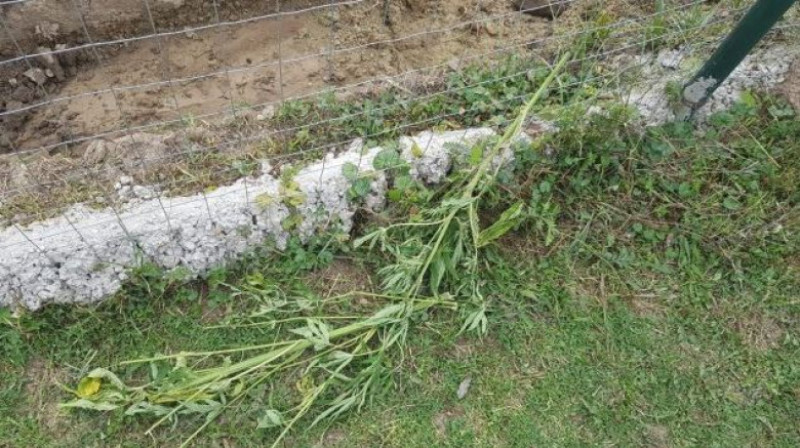 cannabis cultiva iasi