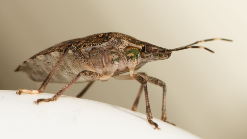 gandac puturos shutterstock_742393321