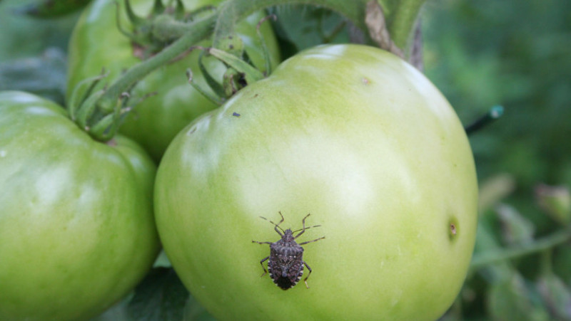 gandac puturos pe tomata shutterstock_1169167666