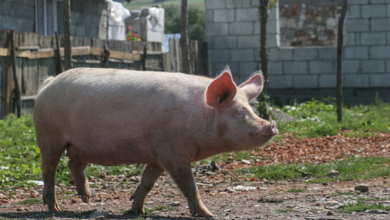 porc la tara curte brasov_shutterstock_587611568