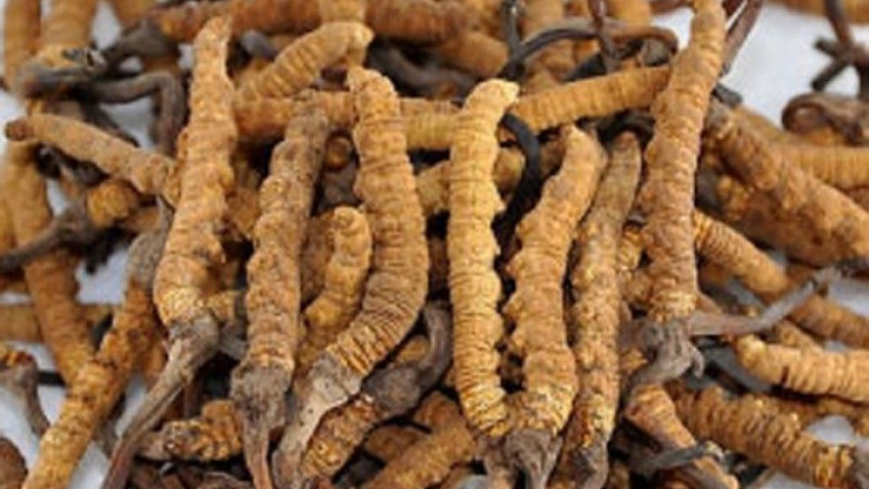 yarsagumba