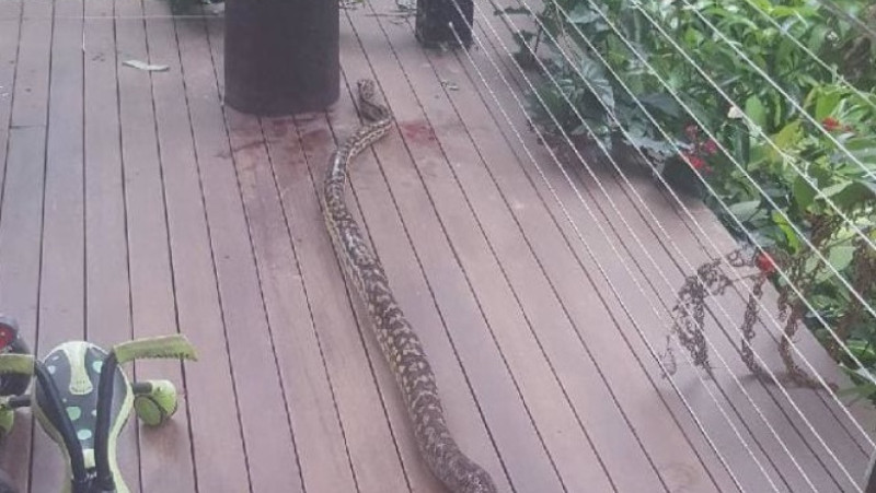piton australia 4
