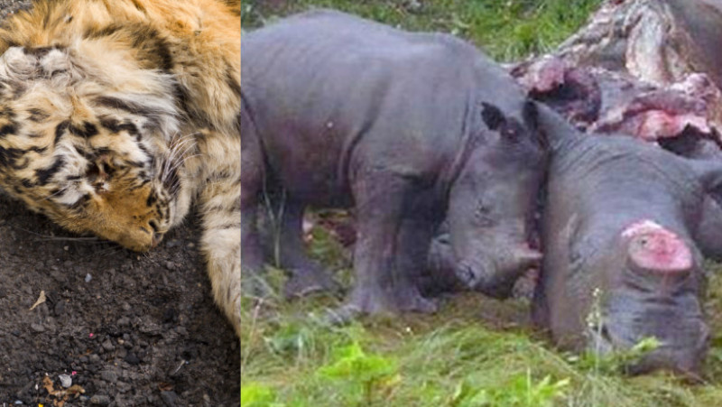 animale ucise