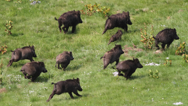 porci mistreti + shutterstock_358311422