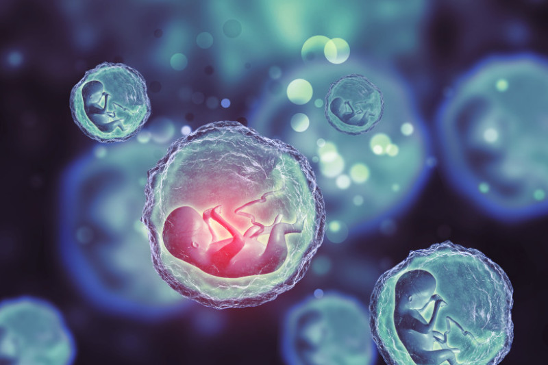 fetus bebelus nenascut_shutterstock_559467622