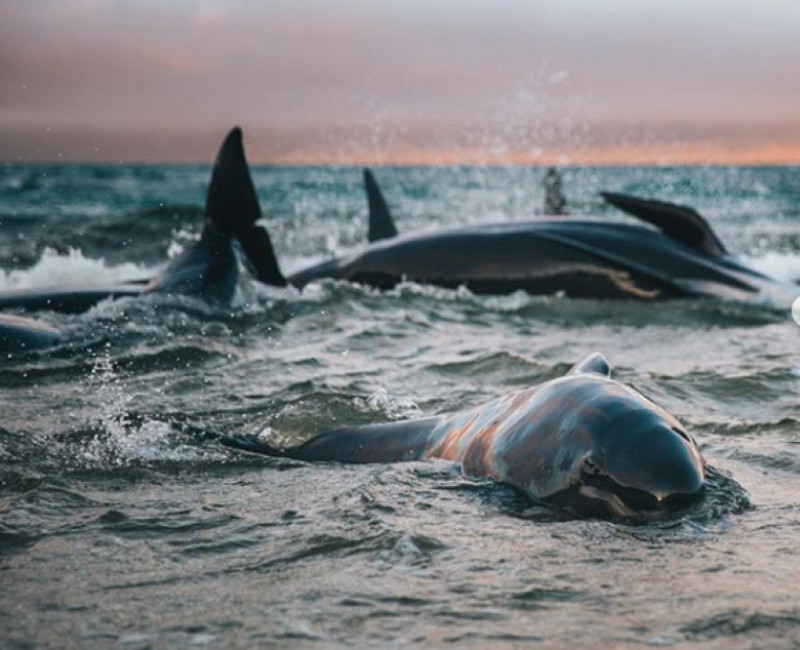 balene esuate instagram