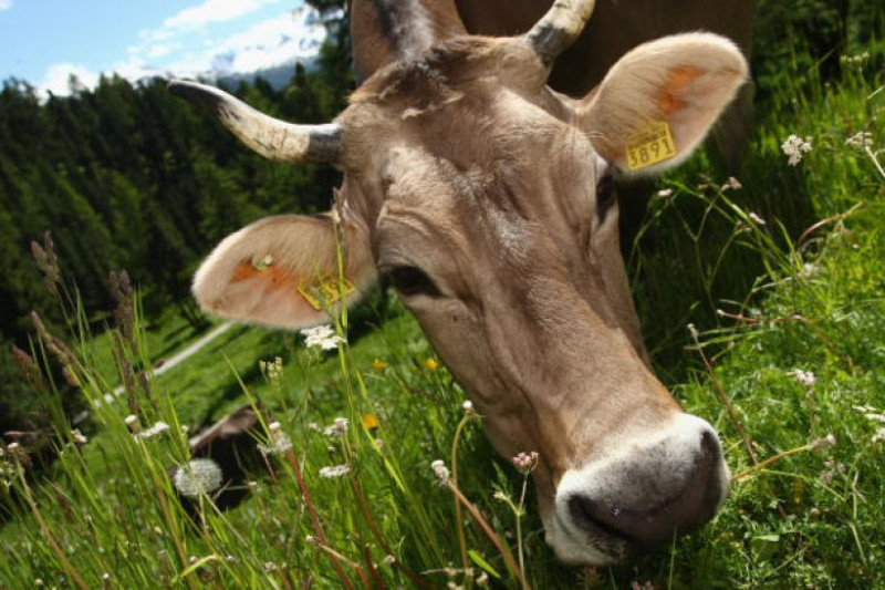 Cows Eating Grass In Switzerland