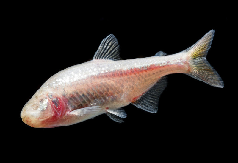 pestele tetra shutterstock_224156962