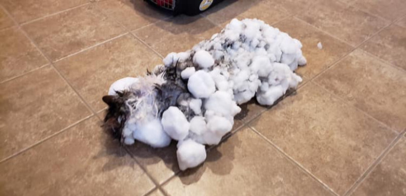 fluffly inghetata