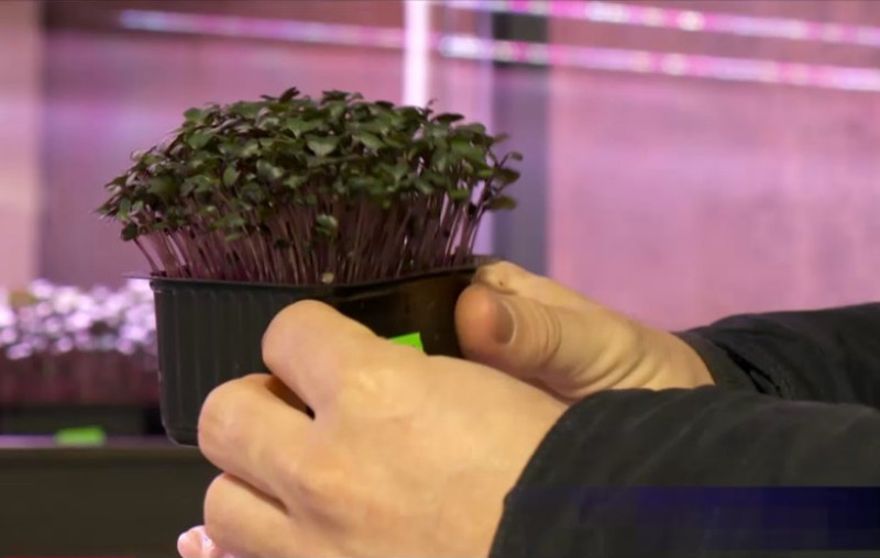 microplante2