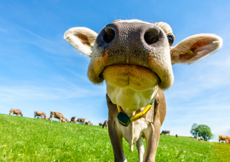vaca