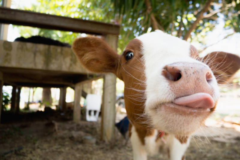 vaca