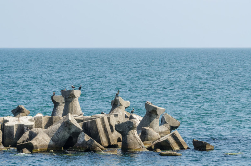 marea neagra cormorani litoral