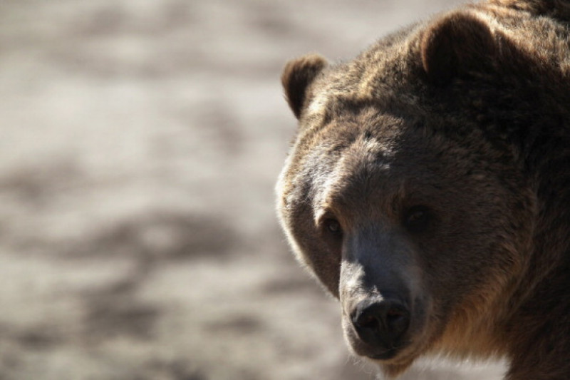 Animal Sanctuary Rescues And Shelters Abused And Abandoned Wildlife