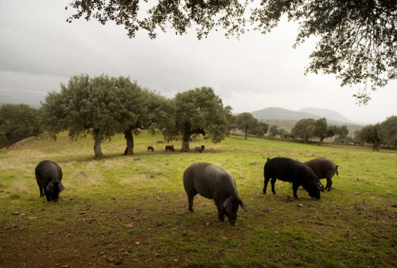 Spanish Jamon Iberico Industry Prepares For Busy Christmas Period