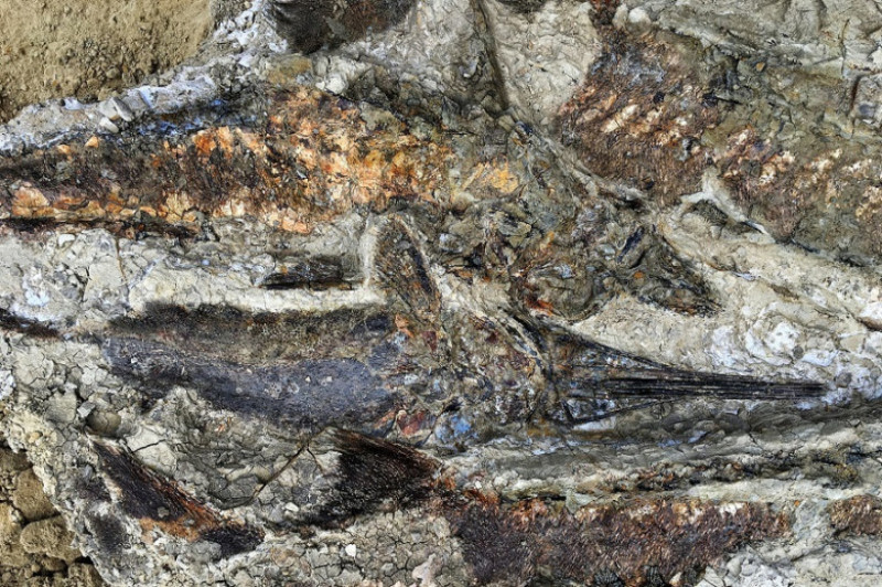 pesti fosilizati asteroid