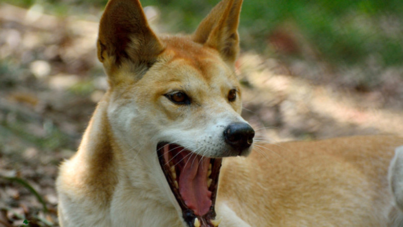 caine dingo australia