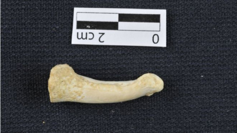 homo luzonensis