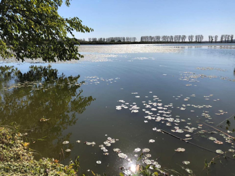 ciocanesti calarasi