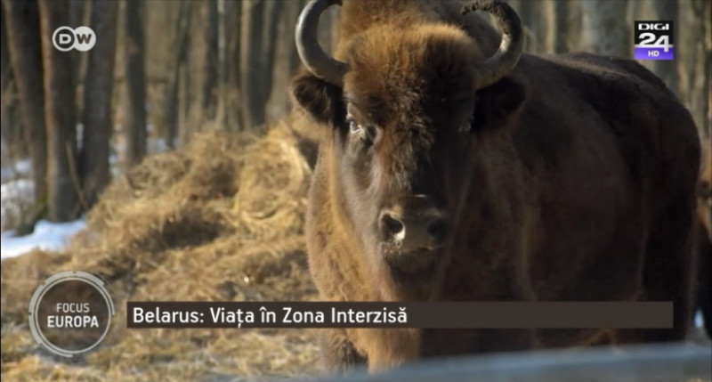 bizon belarus