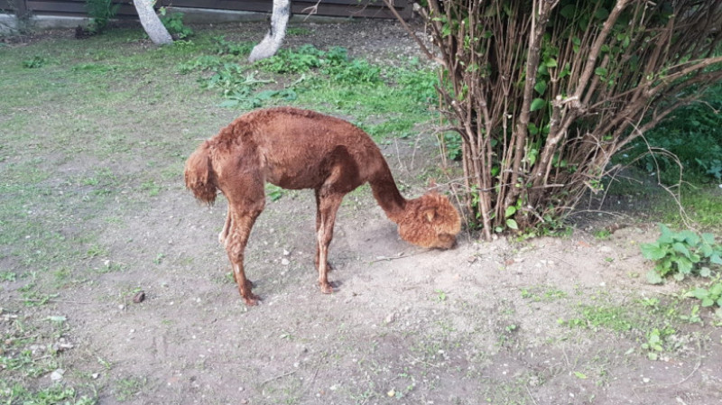 pablo the alpaca