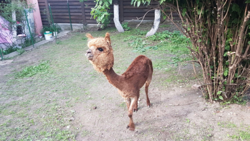 pablo the alpaca