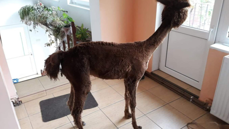 pablo the alpaca