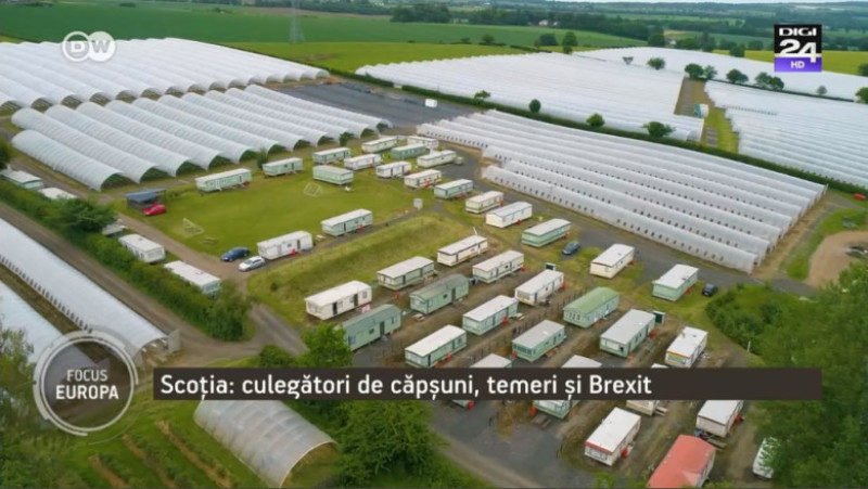 plantatie capsuni sere scotia - focus