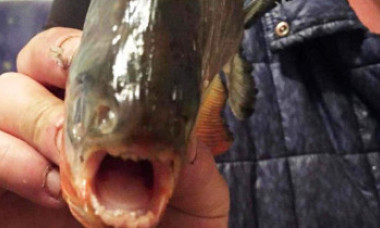 Adevărul despre peștii Piranha descoperiți într-un lac din Maramureș. Pescar: „I-am dat carne să mănânce”