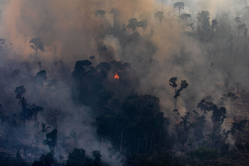 incendii Amazon