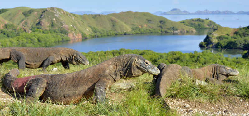Dragon de Komodo