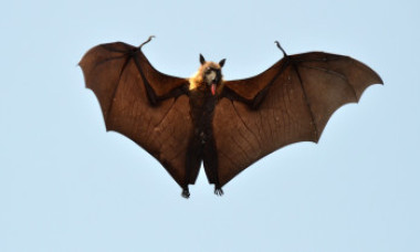 Un alt virus, provenit tot de la lilieci din Asia, ar putea declanșa o nouă pandemie mortală. Nipah „erupe” periodic în Bangladesh