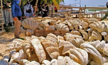 GALERIE FOTO. Sechestru record în Filipine. 200 de tone de scoici gigantice în valoare de 25.000 de dolari au fost confiscate