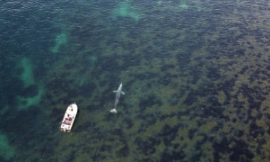 O balenă cenușie s-a rătăcit în Mediterana și încearcă cu disperare să se întoarcă în Pacific. „Este doar piele și os”