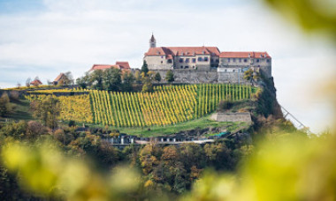 Cum se răzbună românii pe prințul din Austria care l-a ucis pe ursul Arthur - VIDEO