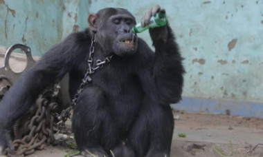 Dependent de alcool și țigări, cimpanzeul Tarzan a fost eliberat după 25 de ani. Era ținut captiv, cu un lanț la gât