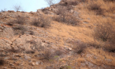 GALERIE FOTO. Camuflajul perfect. În această fotografie, un leopard se relaxează liniștit, însă nimeni nu reușește să-l observe