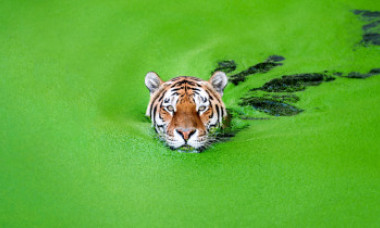 FOTO Imagini spectaculoase cu un tigru siberian care se scufundă într-un lac verde, plin de plante plutitoare