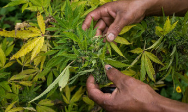 În "grădina Edenului", unde regele și cele 15 soții trăiesc în lux, bunicile cultivă marijuana pentru a-și crește nepoții